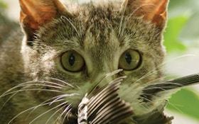 Study: Cats Among Biggest Threats To Global Biodiversity