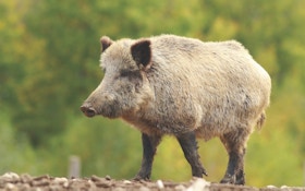 Feral Pigs, a Great Gateway for Young Hunters
