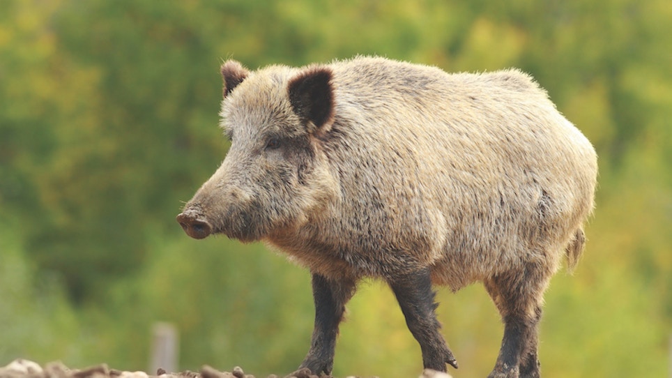 Feral Pigs, a Great Gateway for Young Hunters