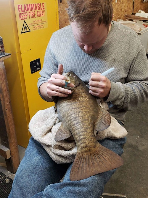Fish artist/taxidermist Jimmy Lawrence working on a replica smallmouth bass.