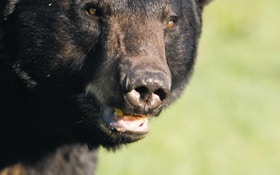 Trophy-only black bear hunting