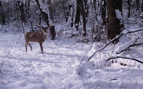 Understanding Whitetail Deer Movement