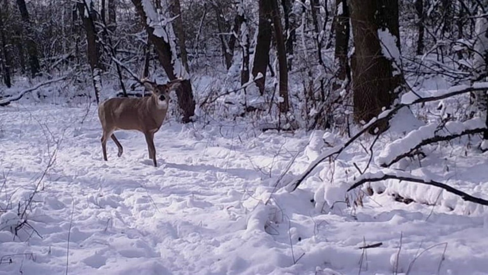 Understanding Whitetail Deer Movement