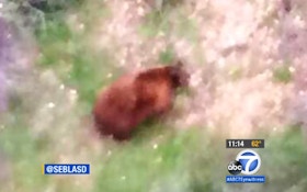 VIDEO: Deputy Lowered From Chopper Comes Face To Face With Bears