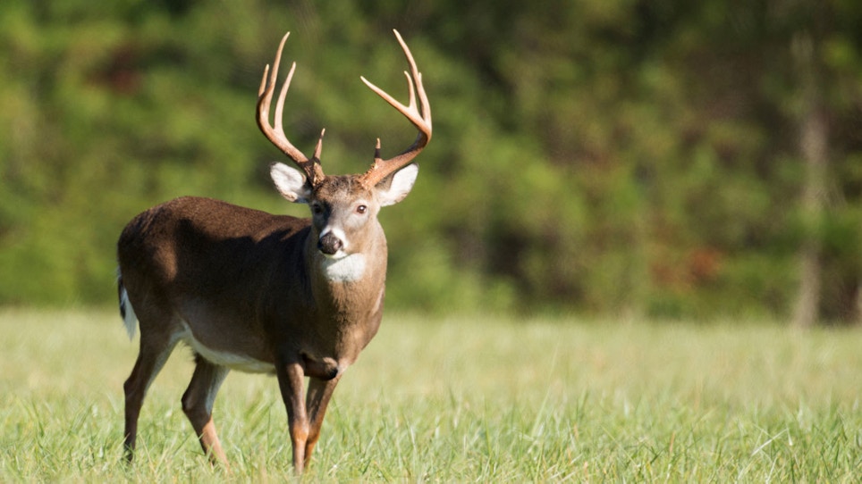 News On Deer Chronic Wasting Disease Gets Worse