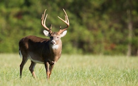 Captive Deer Hunting Industry Loses Supreme Court Battle