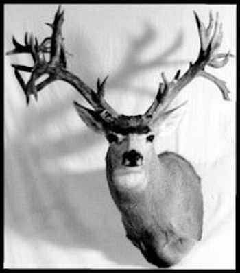 The former P&Y non-typical world record muley, which scored 274 7/8 inches. It was taken in Colorado in 1987 by Kenneth Plank.