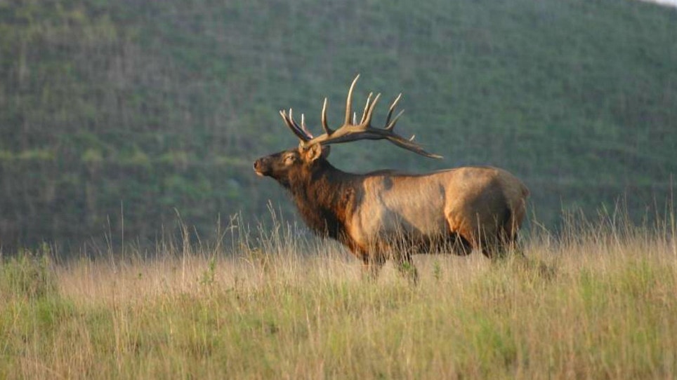 Fair-Chase 400-Inch Bull Elk — In Kentucky?