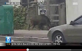 VIDEO: Wild hogs run amok across the globe