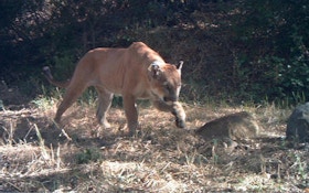 How Close Are L.A. Mountain Lions To Extinction?