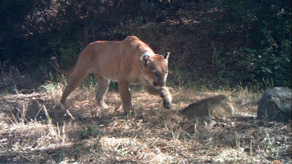 Santa Monica Mountain Lions Really Might Be Getting An Overpass