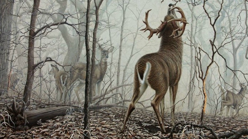 My Favorite Whitetail Painting of All Time