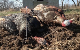 The No. 1 Blunder When Bowhunting Turkeys