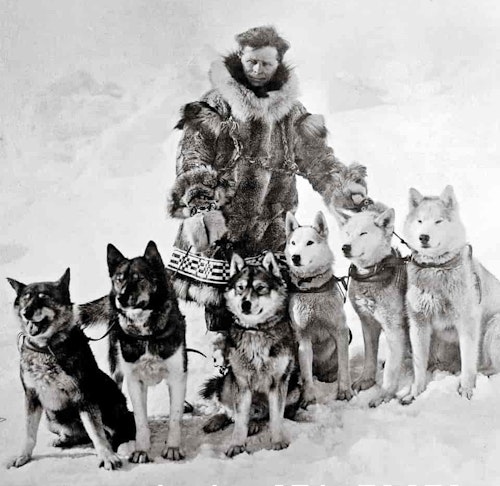 Musher Leonhard Seppala and his legendary lead dog, Togo (far left); ca 1925.