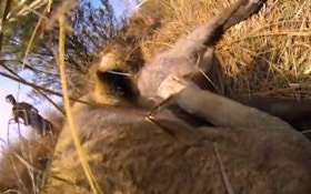 VIDEO: Lioness Hunts Prey With A GoPro Strapped To Her Back