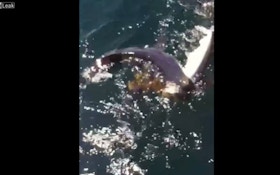 VIDEO: Shark Eats Shark
