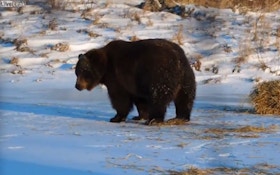 VIDEO: Bears Cute And Funny Or Ferocious