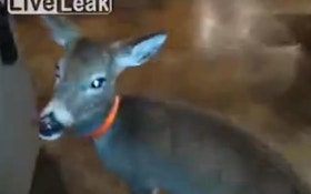 VIDEO: There's A Deer In The House