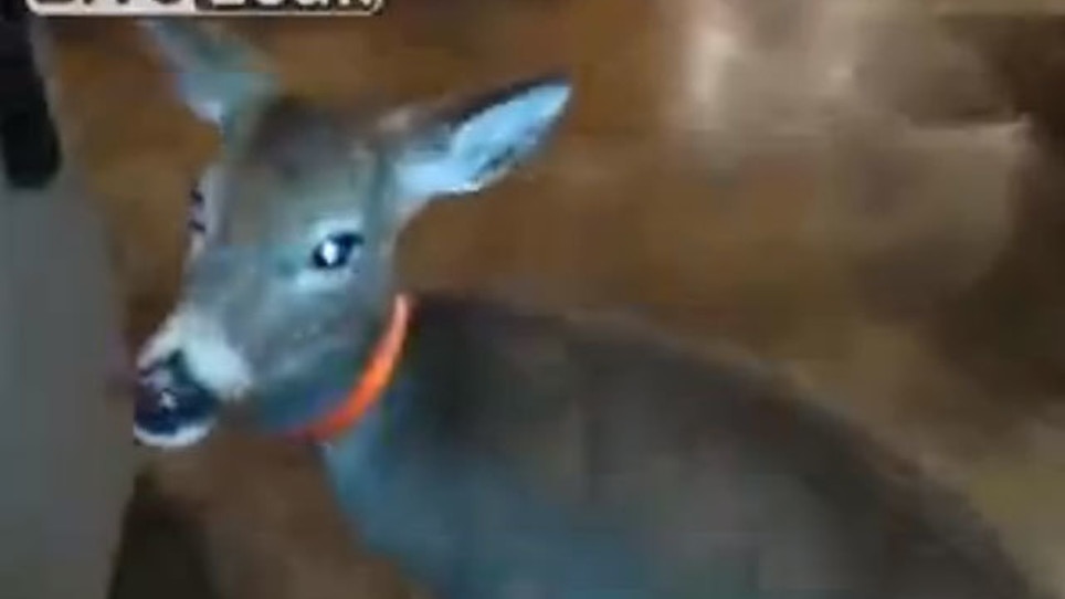 VIDEO: There's A Deer In The House