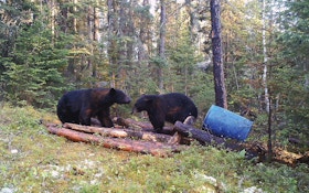 Productive Bear Baiting Locations