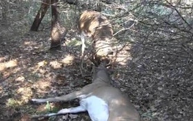 VIDEO: Hunters rescue tangled buck, then get up close and personal