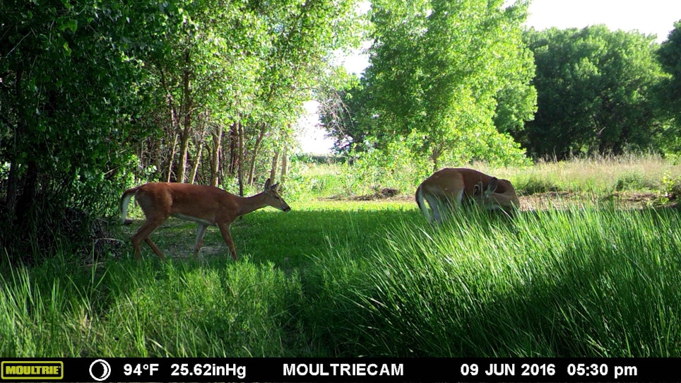 4 Ways To Satisfy Your Trail Camera Obsession