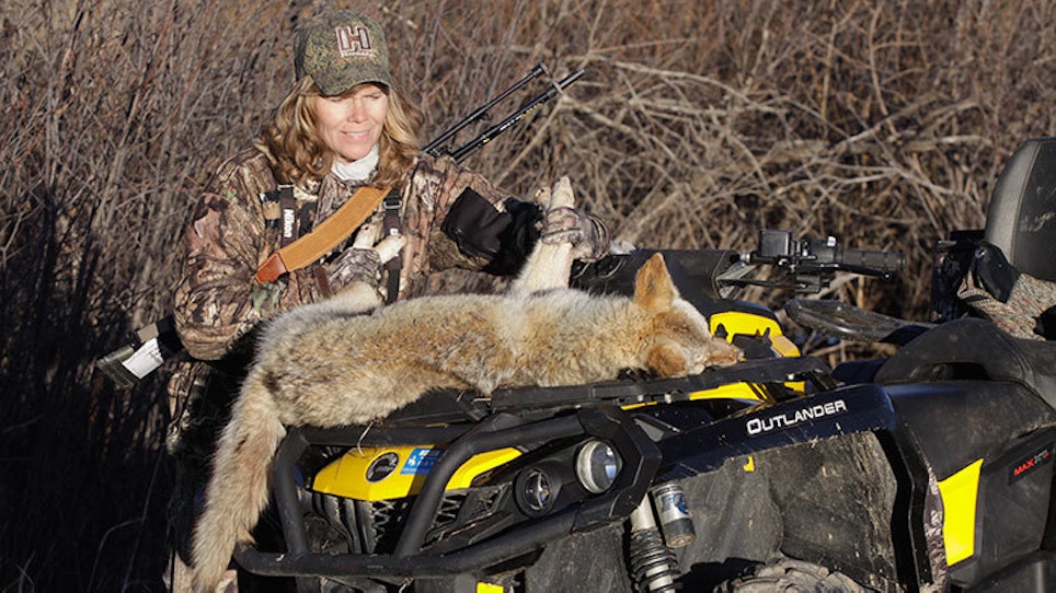 First Coyote Of The Fur Season