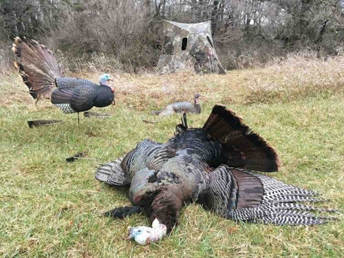 The author’s 2022 South Dakota gobbler — a movie star — ran into the decoys, strutted for show, then punched the jake. The assault was stopped with a well-placed arrow.