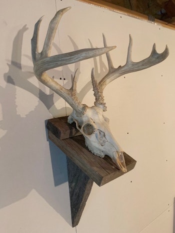 The author made a poor single-lung hit on this heavy-racked South Dakota buck from a distance of only 3 yards. He didn’t find the animal until 6 months later, during spring turkey season.