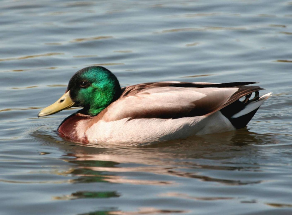 World's Duck Calling Championship Postponed Until 2021