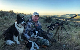 Training a New Coyote Hunting Dog