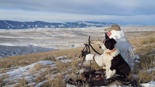 Mark Kayser was looking for a family/decoy dog — and settled on a rowdy border collie he named Sage. (Mark Kayser photo)