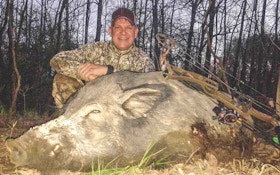 3 Tips for Bowhunting Huge Hogs
