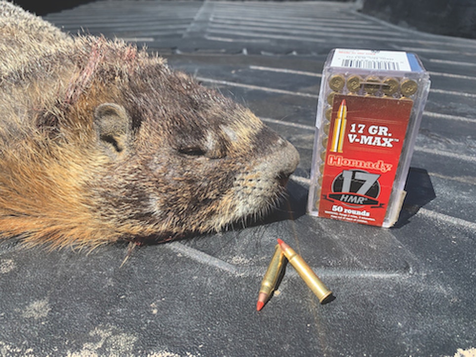 The Hornady .17 HMR 17-grain V-Max was the perfect round for anchoring some of the larger critters.