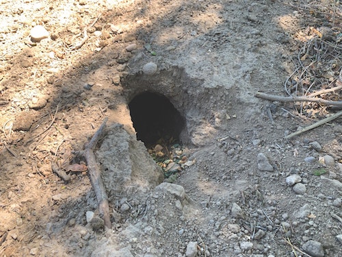 Burrowing devastation such as this large hole were visible everywhere around the ranch.