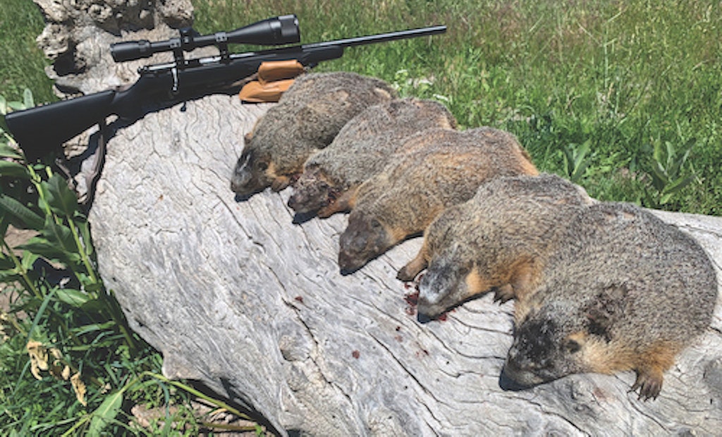 Marmot Hunting Madness