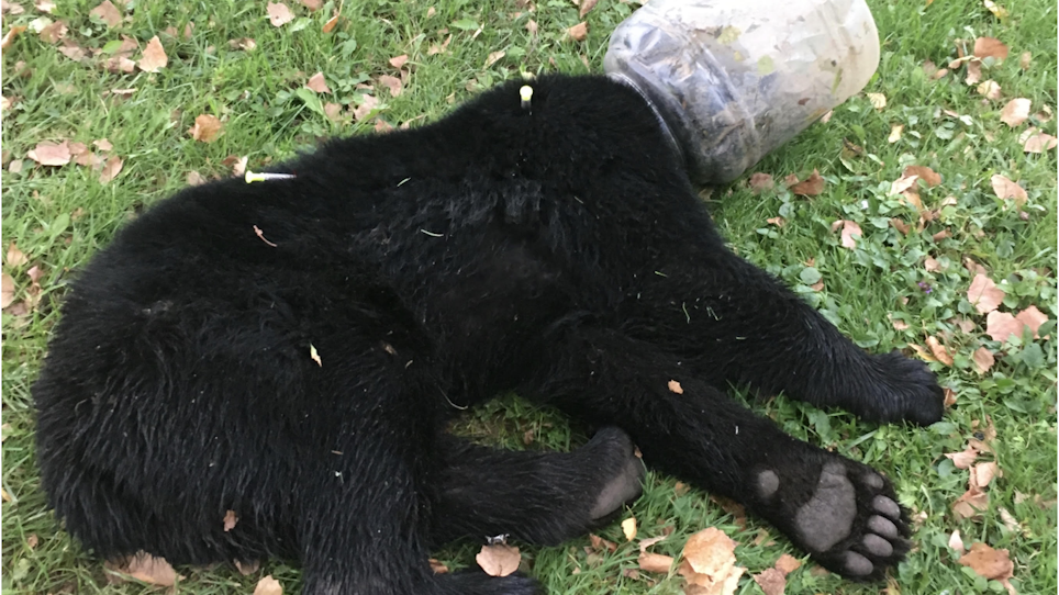 Bear With a Jar on Its Head Captured, Released Unharmed