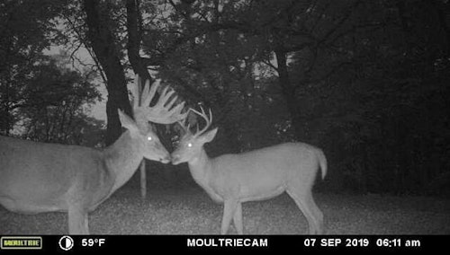 Trail cam image of Matt’s world-class buck on Sept. 7, 2019. The young 4x4 shown in the image looks like he knows his place in the pecking order.