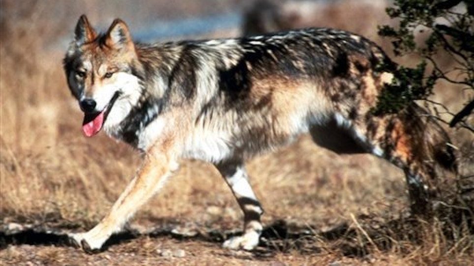 Court Orders Feds To Release Mexican Wolf Recovery Plan