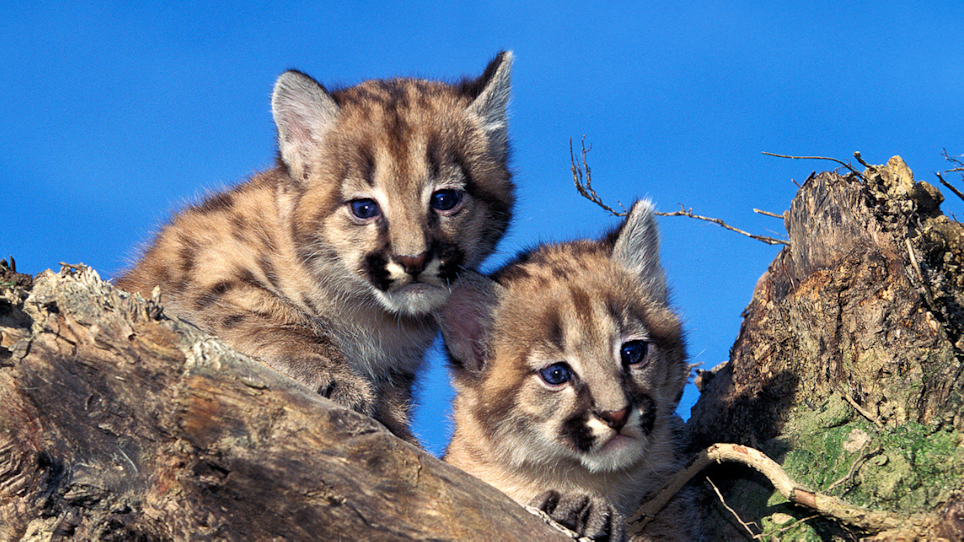 Michigan Cougar Cubs Still Romping Around the Upper Peninsula