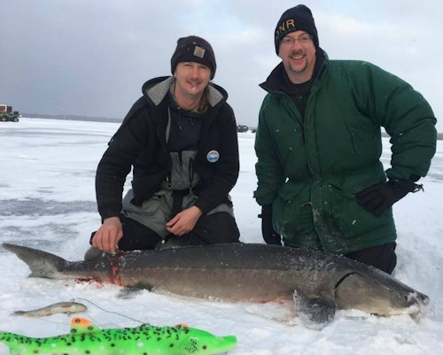 Fishermen can use hook and line or spears to harvest a Black Lake sturgeon. The one shown here was taken by spearing; you can see the spear marks in front of the fish's tail. Sturgeon are lured beneath a spear hole with large decoys such as the bright green one shown above.