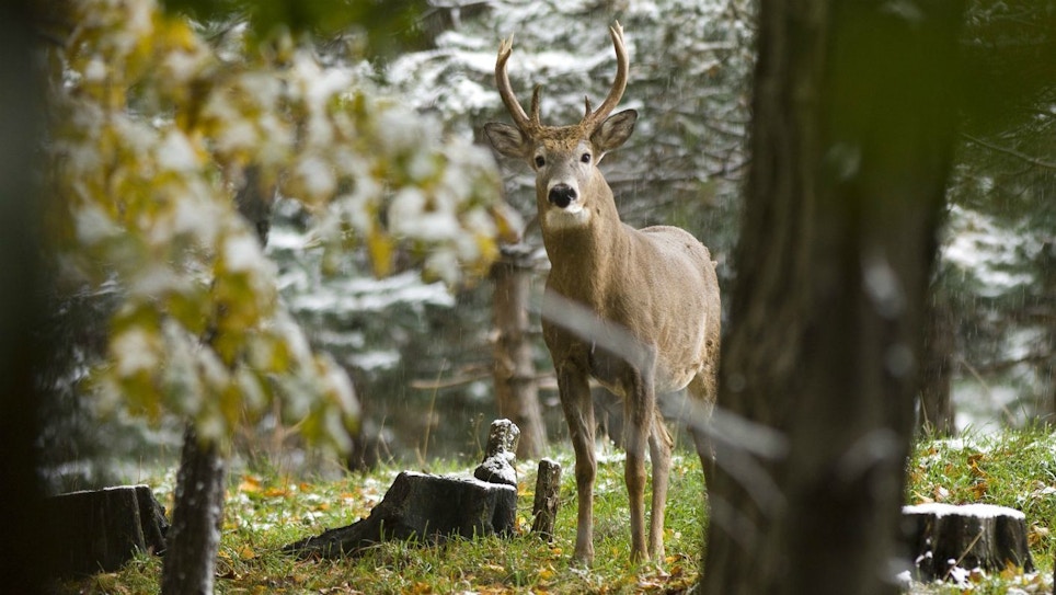 Hunter Harassment: Man Sprays His Brother’s Hunting Area With Deer Repellent