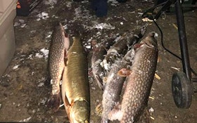 Game Warden Chronicles: Angler Busted for Muskie; Black Bear Poacher Gets $1,200 Fine