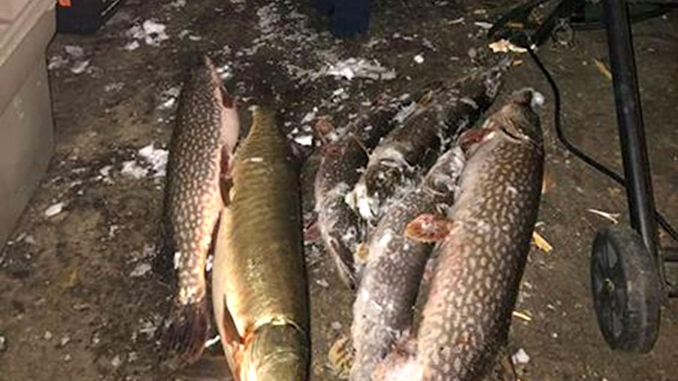 Game Warden Chronicles: Angler Busted for Muskie; Black Bear Poacher Gets $1,200 Fine