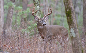 First Case of CWD Confirmed in Mississippi Deer
