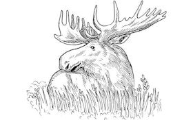Predator-Control Effort Aims To Boost Moose