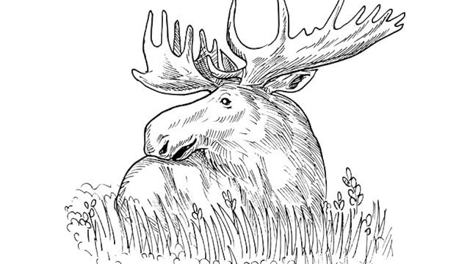 Predator-Control Effort Aims To Boost Moose