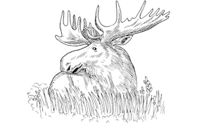 Vermont 2014 Moose Hunt Application Lottery Open