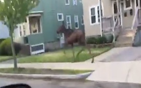 Moose Casually Gallops Through Two Boston Neighborhoods