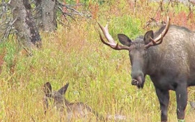North Dakota officials ask people to give space to moose
